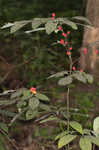 Southern spicebush <BR>Pondberry